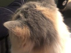 -逗柴咖啡屋·狗咖猫咖宠物桌游