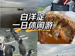 -白洋淀景区