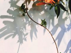 -溪岸路花鸟市场