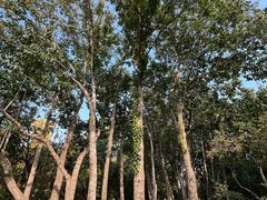 -石家庄市植物园