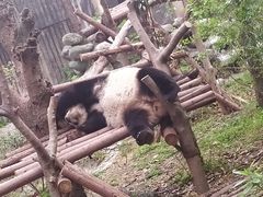 景点-成都大熊猫繁育研究基地
