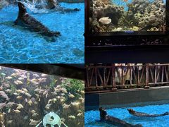 -锦艺城海洋馆