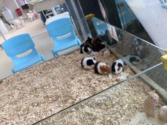 -怪兽屋·羊驼·猫咖·狗咖(俊华广场店)