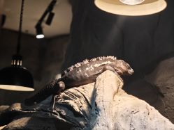 -Zoolung Zoolung动物主题公园(海信广场店)