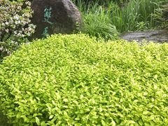 -中国茶叶博物馆(双峰馆区)