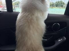 -乐琪宠物医院·犬猫专科·骨外科·急重症