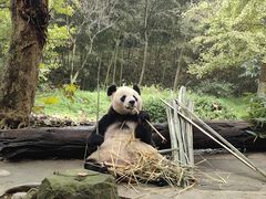 -都江堰中华大熊猫苑
