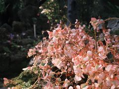 -东莞植物园