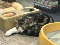 -宠物世家(仲盛世界商城店)