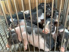 -姐妹四更烤猪店