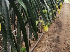 -上海多利农业发展有限公司