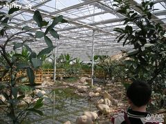 -上海都市菜园