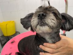 -瑞鹏宠物医院·爱宠堂·骨外专科(西荷分院)