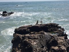 -海驴岛(荣成市)