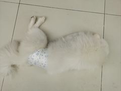 -怪兽屋·羊驼·猫咖·狗咖(俊华广场店)