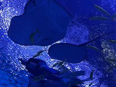 -上海海昌海洋公园