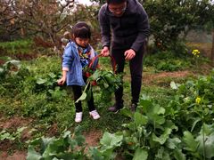 -樂桃源奉贤黄桃种植采摘基地