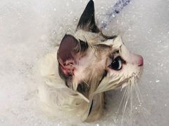-PETKIT小佩宠物(昭化店)