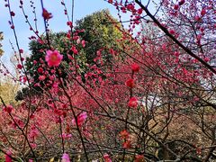 -杭州植物园