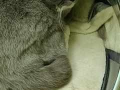 -瑞鹏宠物医院·夜间急症·心超·猫科(祖庙分店)