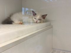 -lincat·猫舍(广州店)