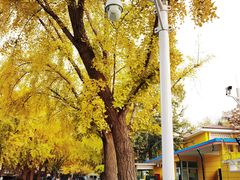 -三里屯东五街银杏大道