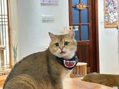 -猫小主咖啡·猫咖cat cafe(福田店)