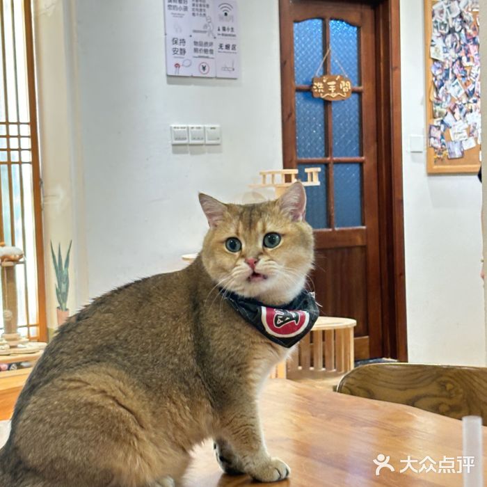 猫小主咖啡·猫咖cat cafe(福田店)图片