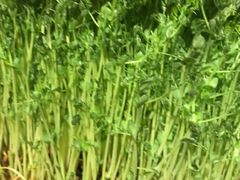 -小龙坎老火锅(华飞店)