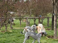 -爪吧宠物乐园 (温榆河示范区店)