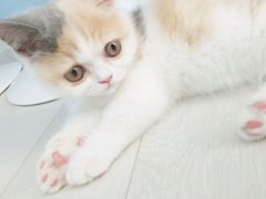 -喵的天空名猫咖啡馆·撸猫·猫舍·用品