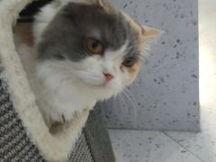 -喵园·猫主题咖啡厅·撸猫·猫咖(国贸店)