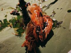-桂满陇·桃花院落(长泰广场店)