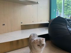 -飞行喵MR PILOT|猫舍·猫咖(静安大融城店)