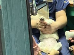 -严国平动物医院(德政总院)