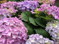 -三圣花乡旅游区