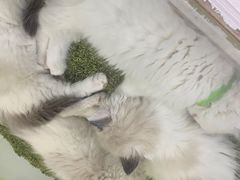 -糯米喵星人·撸猫猫舍咖啡馆(西市场嘉华店)