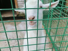 -同里湖度假村(二期店)