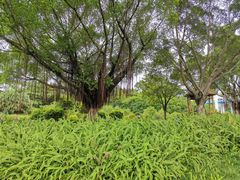 -东莞植物园