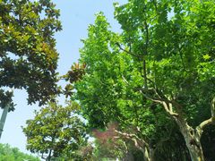 -上海市第一人民医院(松江南部)