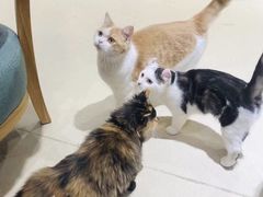 -藏猫猫咖啡主题馆(中央大道店)