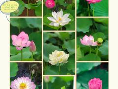 -荷塘月色湿地公园·向阳花洲