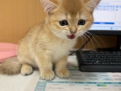 -瑞派康怡24h宠物医院·犬猫医疗中心·微创绝育(瑞景分院)