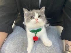 -lincat·猫舍(广州店)