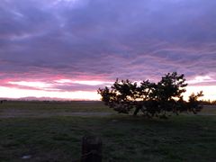 -Steveston Pizza Company (Richmond)