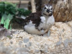 -Zoolung Zoolung动物主题公园(海信广场店)