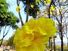 -天适樱花悠乐园