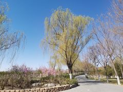 -大兴滨河森林公园