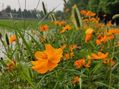 -桤木河湿地公园