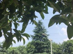 -浙江越秀外国语学院